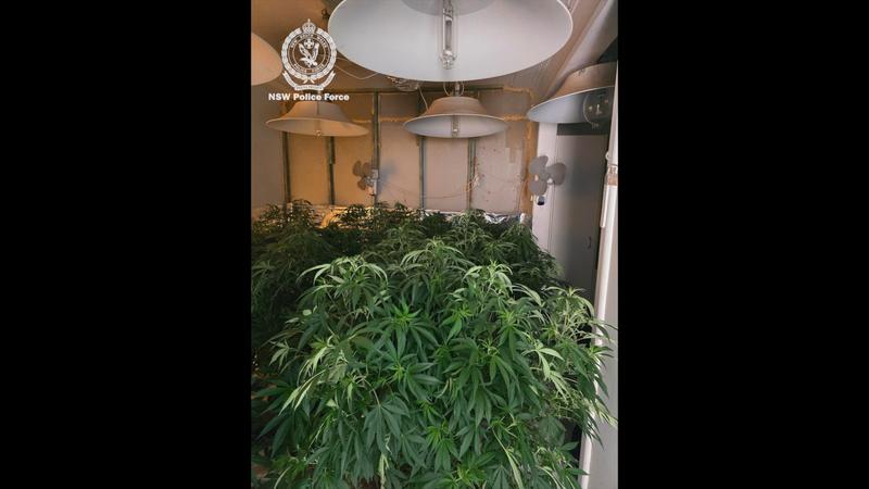 Hydro Cannabis Crop Worth $1.2 Million Seized at Bass Hill Home