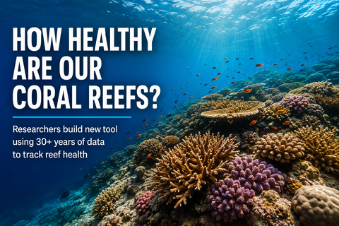 How healthy are our coral reefs? Researchers have built a tool to help find out