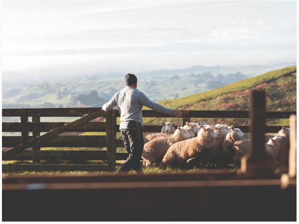 Wairarapa Farm Worker Loses Arm in PTO Shaft Incident, WorkSafe Warns Farmers on Machinery Guards