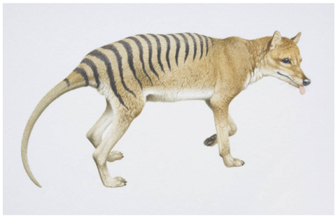 Tasmanian Tiger May Have Hunted More Like a Fox Than a Tiger, New Research Finds