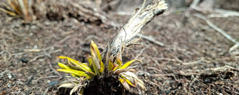 Tongariro fire recovery: Weed control covers 250 hectares as native plants return