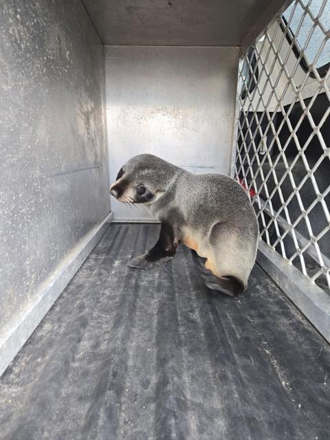 Lost Seal Pup Found 50km From the Sea Gets an Unexpected Rescue in Southland