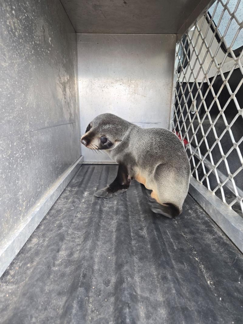 Lost Seal Pup Found 50km From the Sea Gets an Unexpected Rescue in Southland